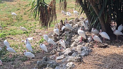 American Ibis