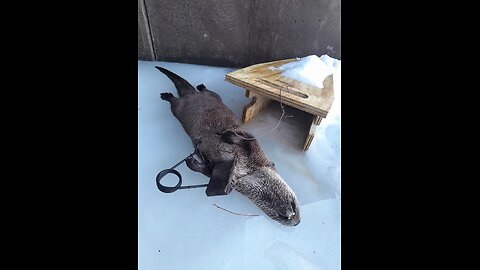 otter