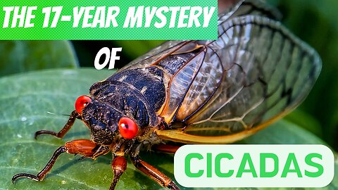 Why do some cicadas appear every 17 years?