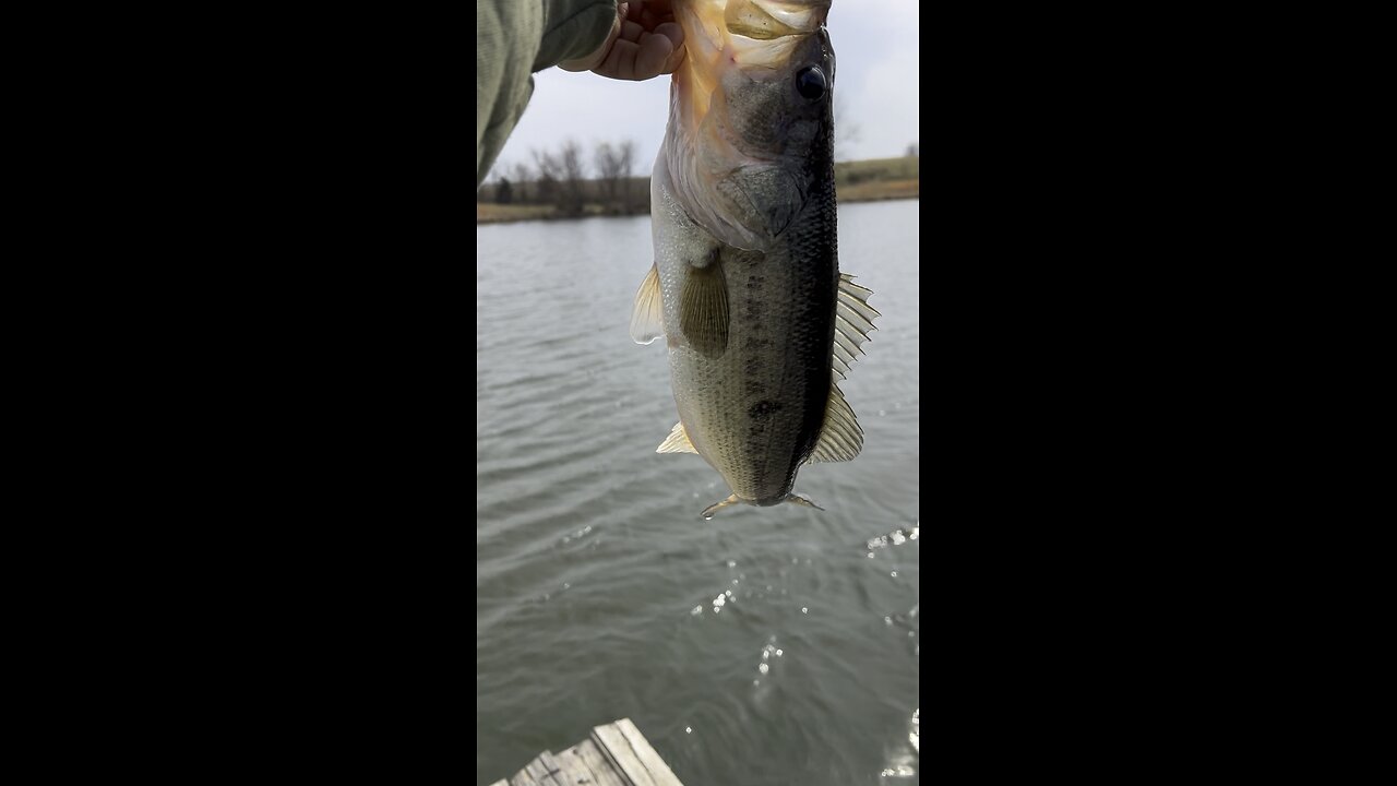 A nice bass!