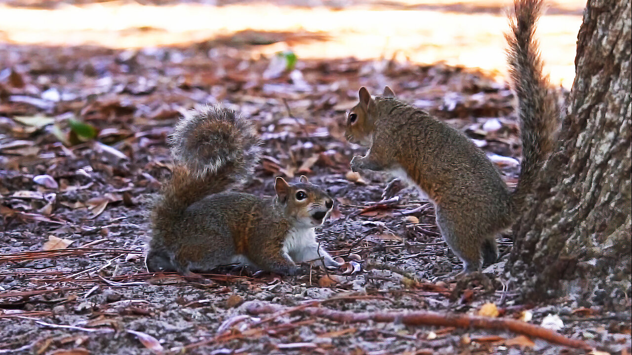 Playful Squirrels Frolic Under the Oak Tree
