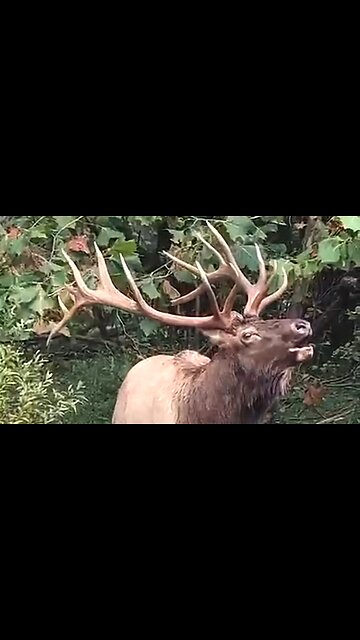 WHAT DO YOU DESIRE? - DAILY DEVOTIONAL ❤️