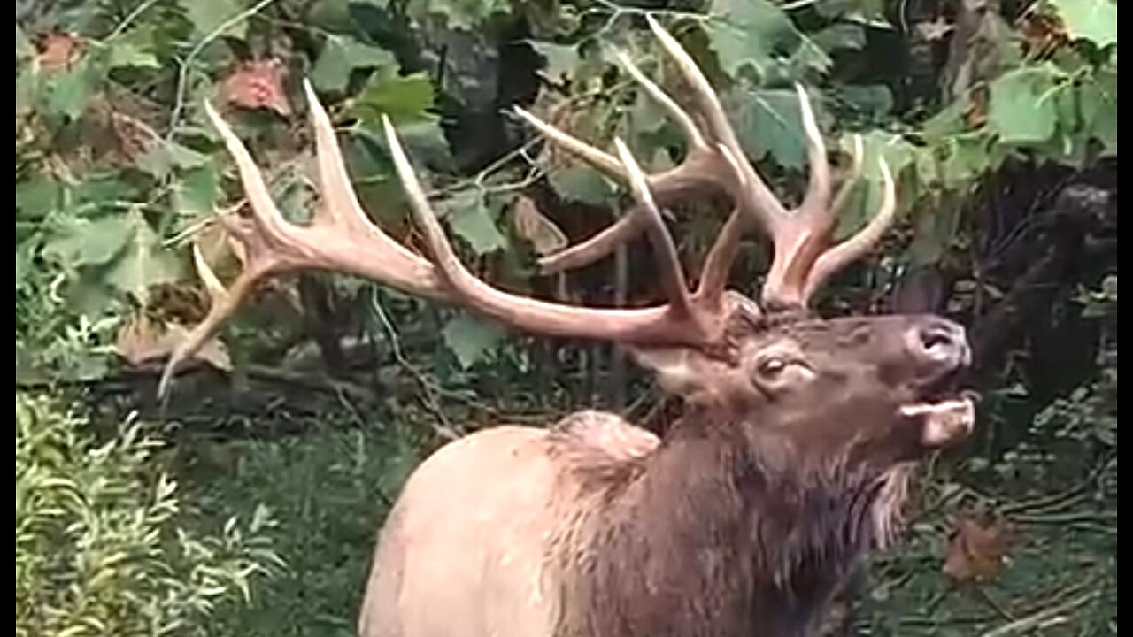 WHAT DO YOU DESIRE? - DAILY DEVOTIONAL ❤️