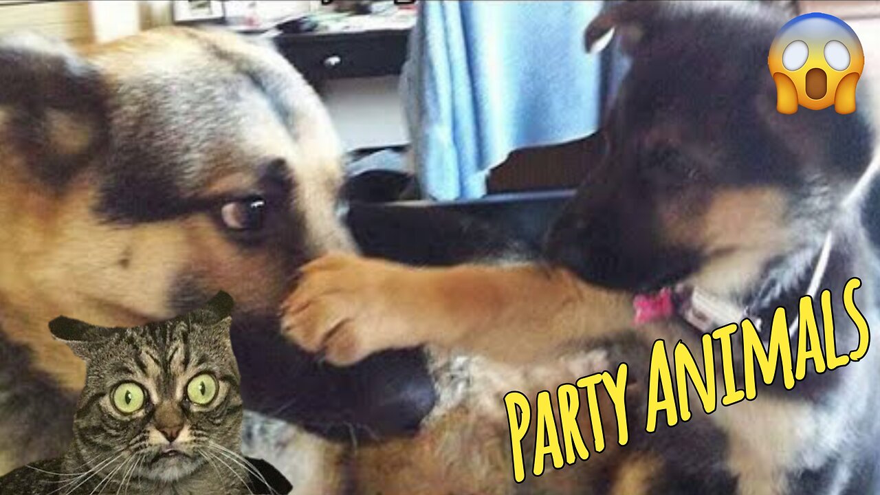 Funny catsdogs, Funny Animals, Happy Pets, funny-animal-videos-2025