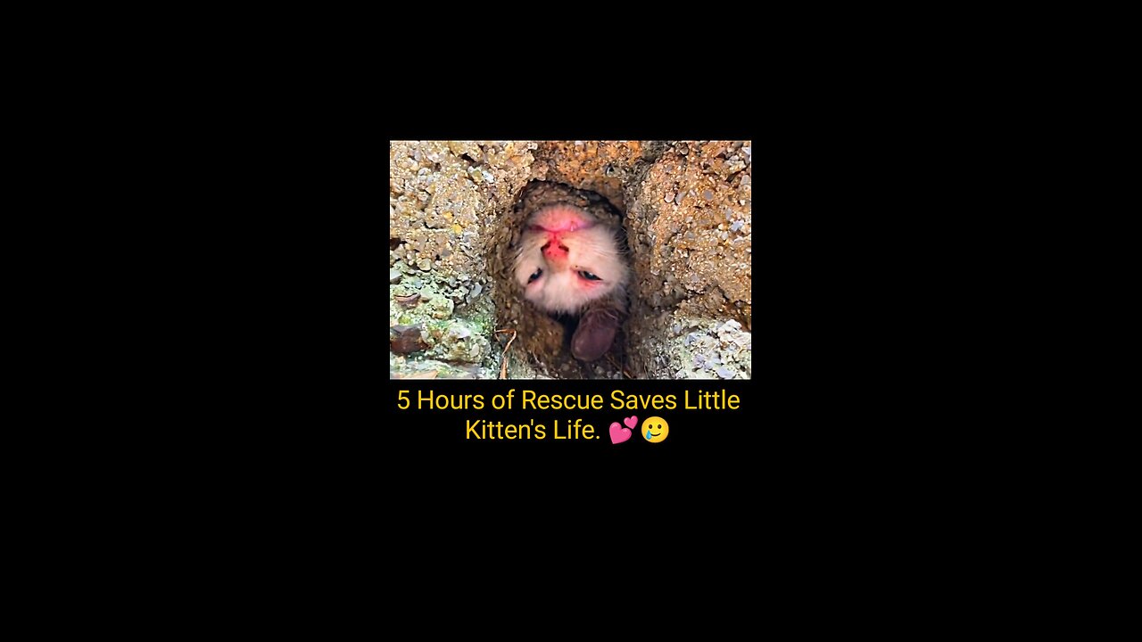 Heroic Rescue: Kind Man Saves Stray Kitten After 5-Hour Mission! 🐱❤️ Must Watch! #USAPets