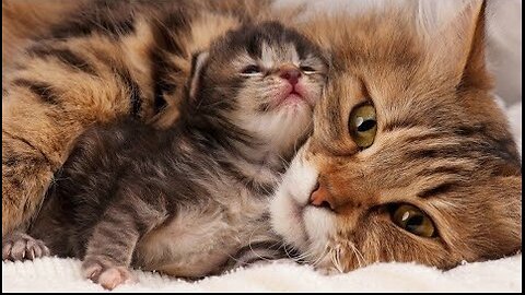 Funny cat videos 😍😍