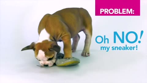 Nylabone Puppy Teething Chew Toy Pacifier – Bacon Flavored for Small Puppies