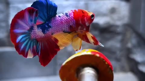 Betta Fish - Multicolour Betta