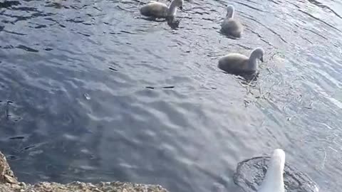 Serene Swans Relaxing with Their Adorable Cygnets 🦢✨