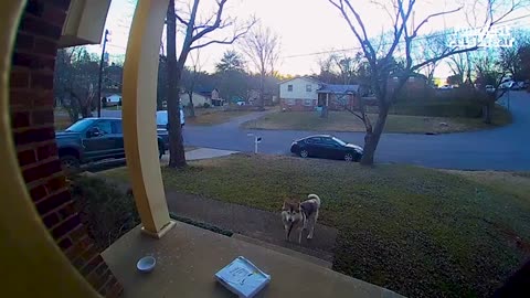 Funny Animal videos