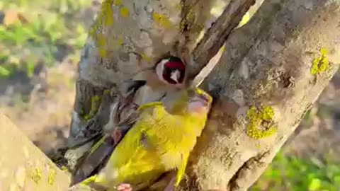Rest and release birds طائرين جميلين من الطبيعة #birds #nature #oiseaux #الحسون #canary