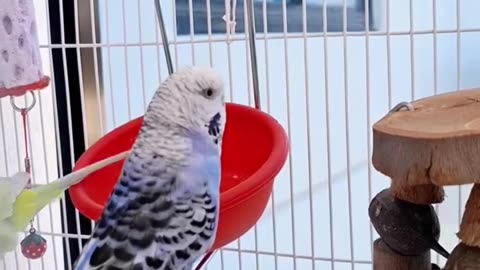 KISS KISS 💋 🥰 #budgies #cuteparrots #funnyparrots