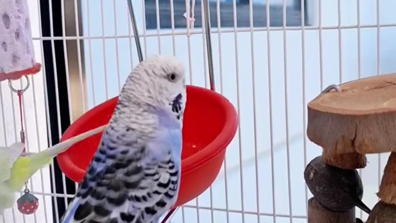 KISS KISS 💋 🥰 #budgies #cuteparrots #funnyparrots