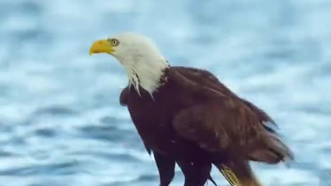 That crab almost drowned an eagle! 😳 They’ll never believe him back home