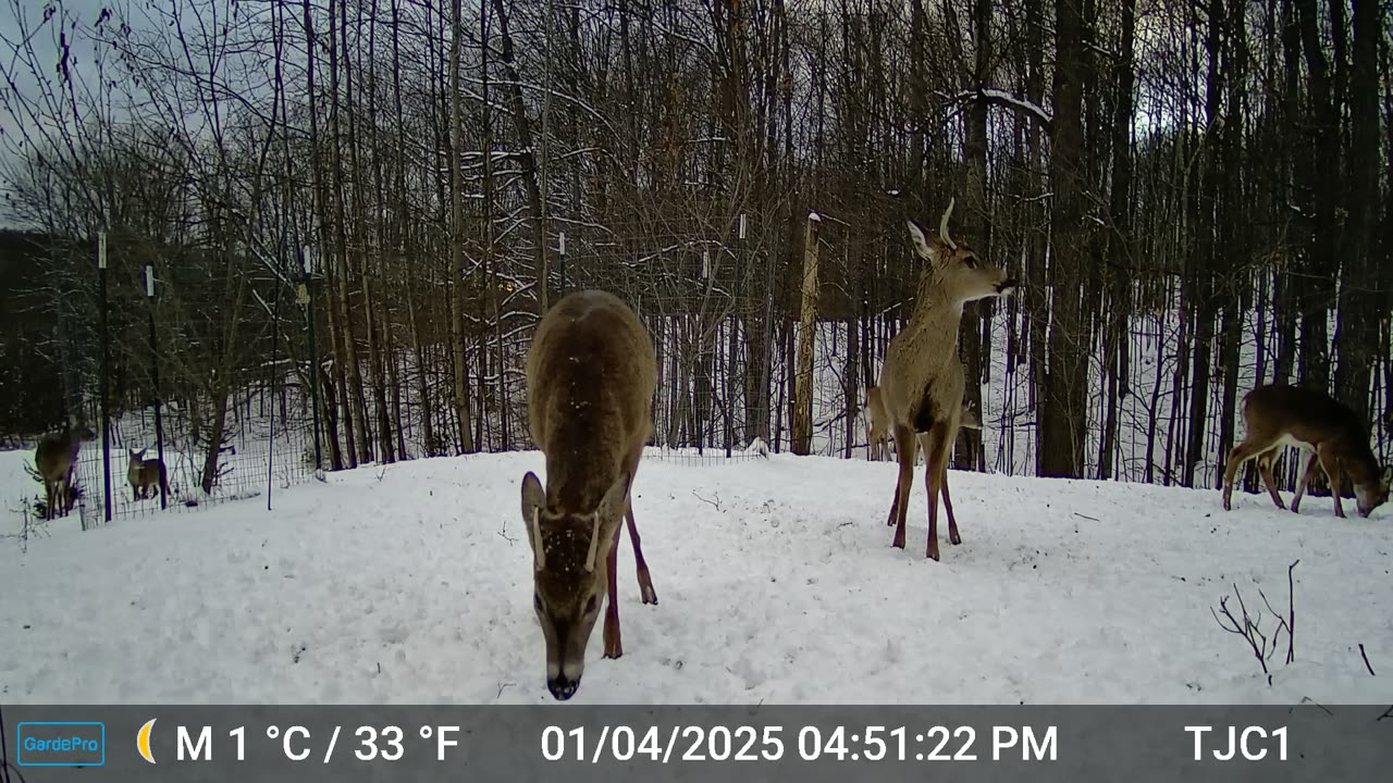 Duke & Bucky