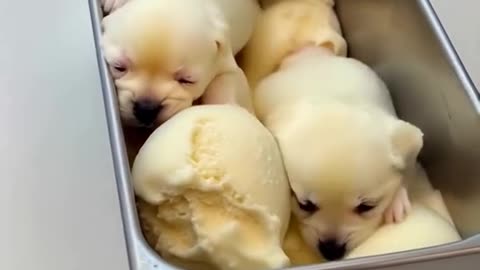 Ice Cream Puppies