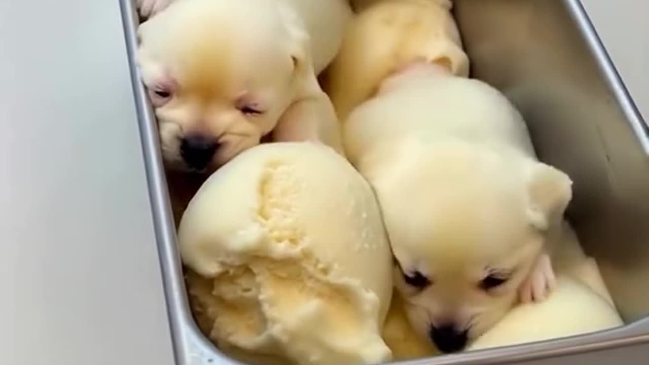 Ice Cream Puppies