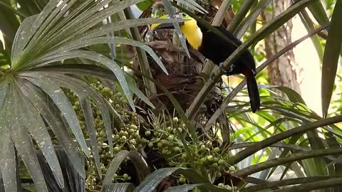 Unseen Secrets of the Jungle: Rare Birds and Wild Animals in Action