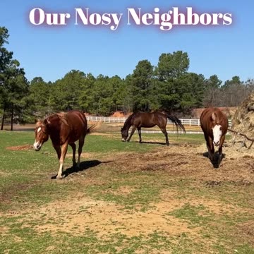 Our Nosy Neighbors