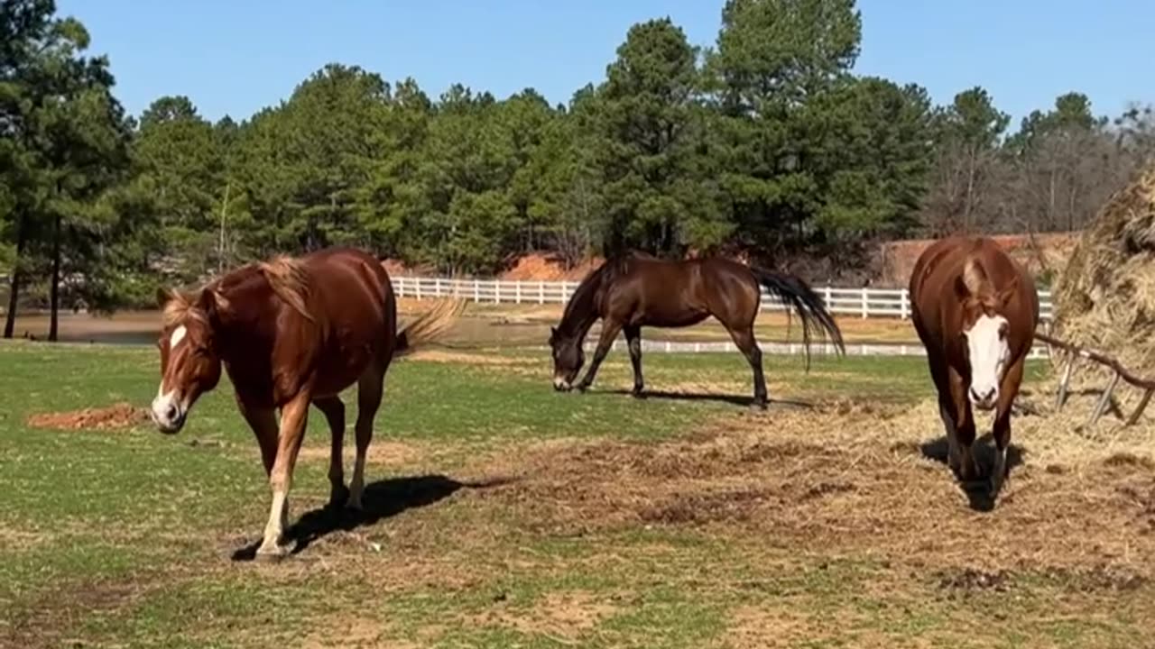 Our Nosy Neighbors