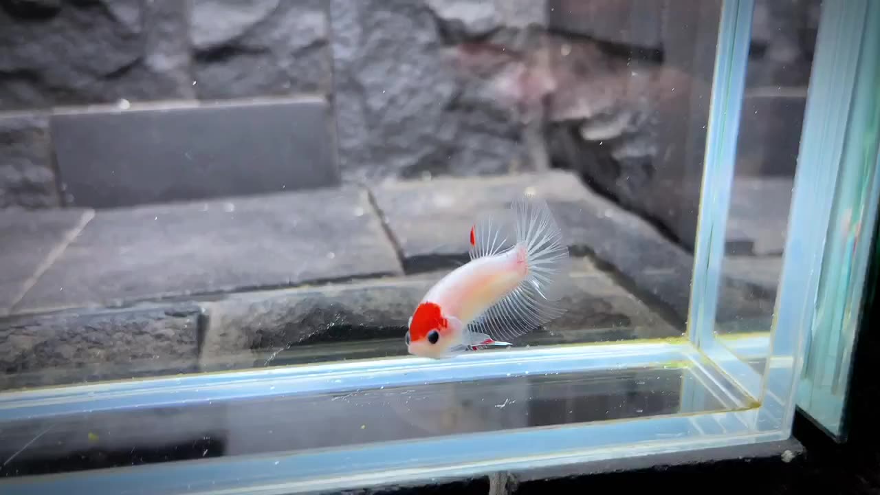 Betta Fish - Unique Tancho Betta