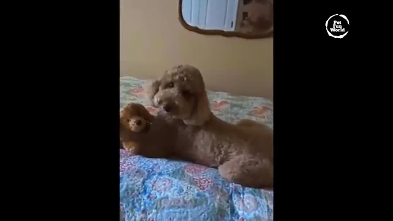 Funniest Animals Cat and Dog 🐶 🐈‍⬛🤣