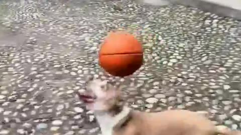 Amazing dog