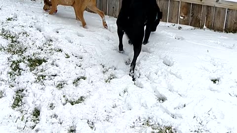 Dogs Playing Outside in the Snow: P2 🐕❄️