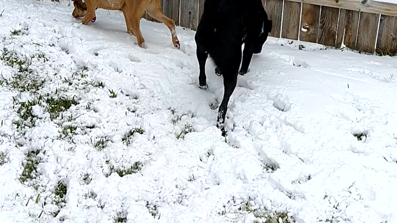 Dogs Playing Outside in the Snow: P2 🐕❄️