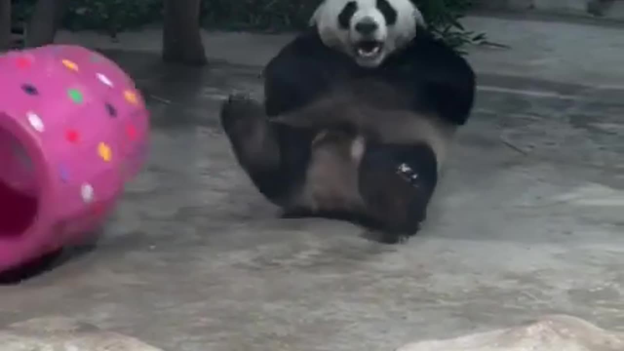 Funny animals