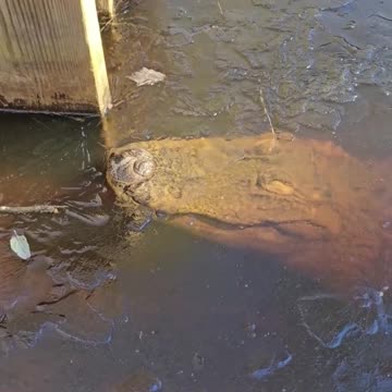 Alligators have to survive the freezing water by sticking their noses out.
