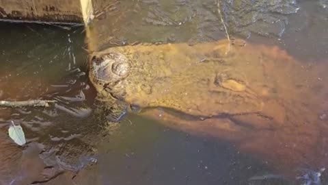 Alligators have to survive the freezing water by sticking their noses out.