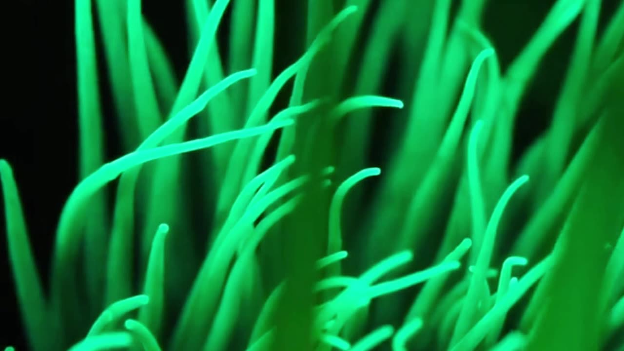 This Sea Creature Glows for a Stunning Reason