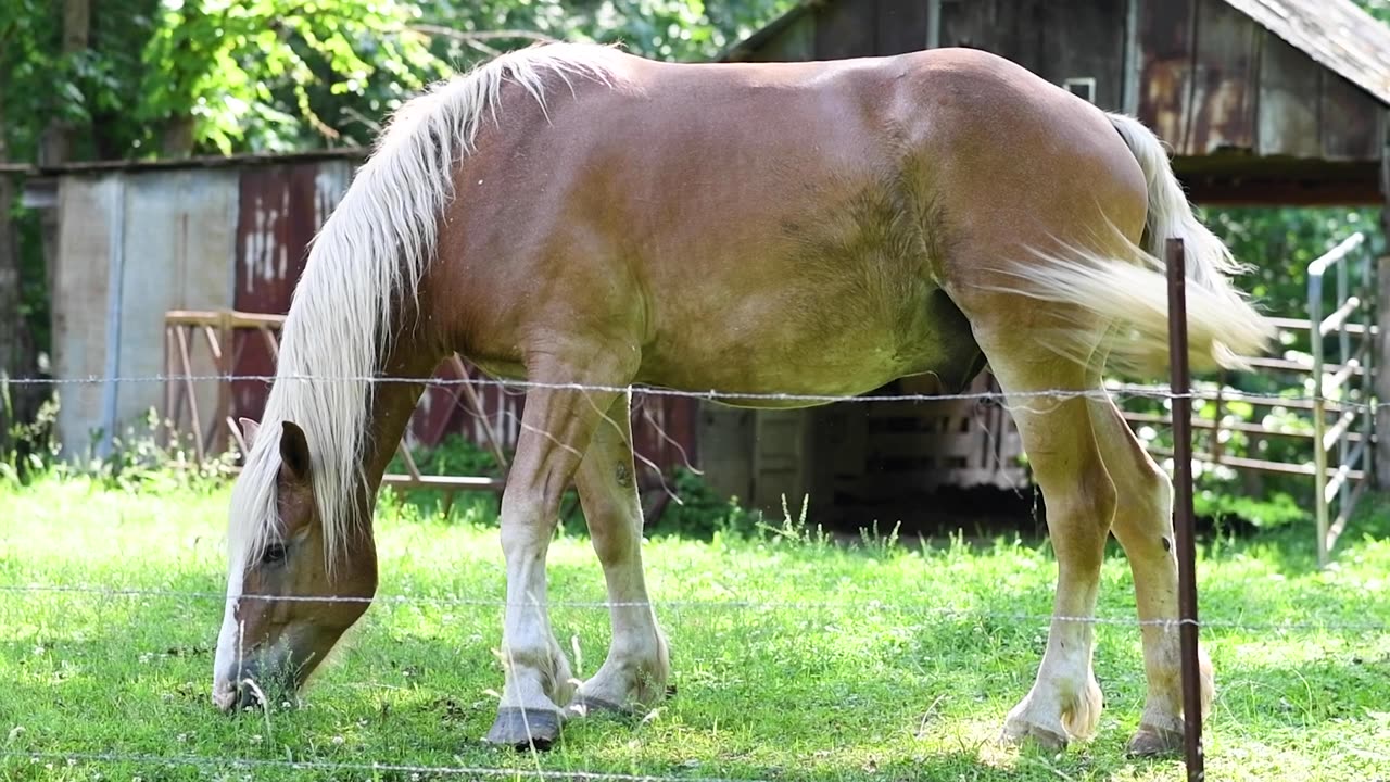 Horse with Birdcatcher Spots