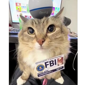 Cute and Funny Cat Video | Funny Animal Videos #cats #catlover #shorts #memes