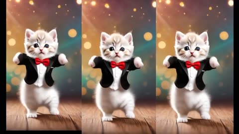 Cat videos funny dance