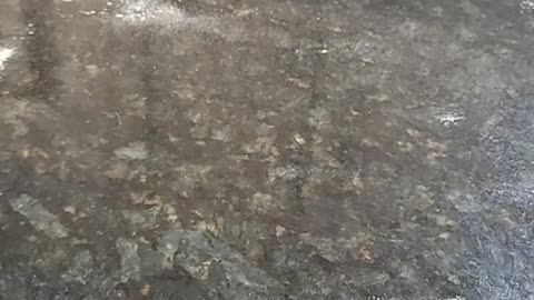 English Muffins Part 2