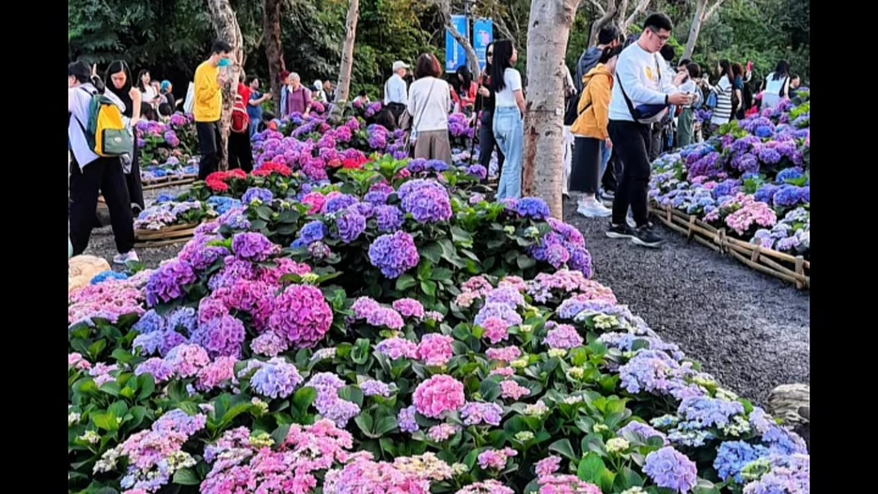 繡球花綻放，夕陽映花海，大安森林公園美如畫