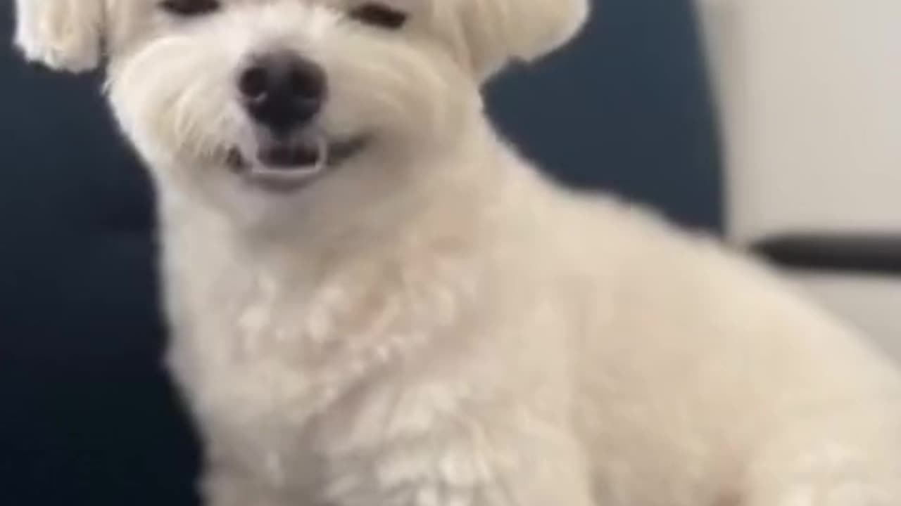 Pet 🐶 singing viral song 🤣🤩