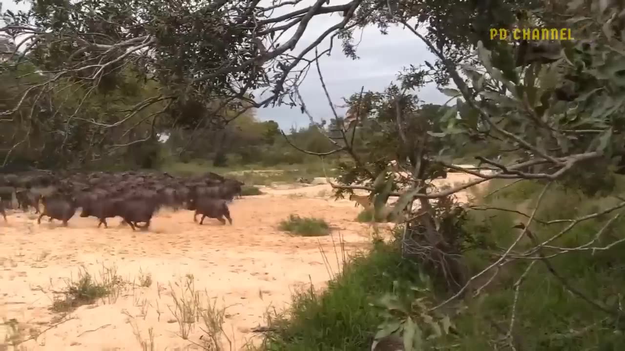 Lions Are Attacked And Tortured By Africa's Deadliest Preys