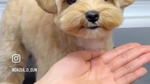 So cute 🥰 funny doggy