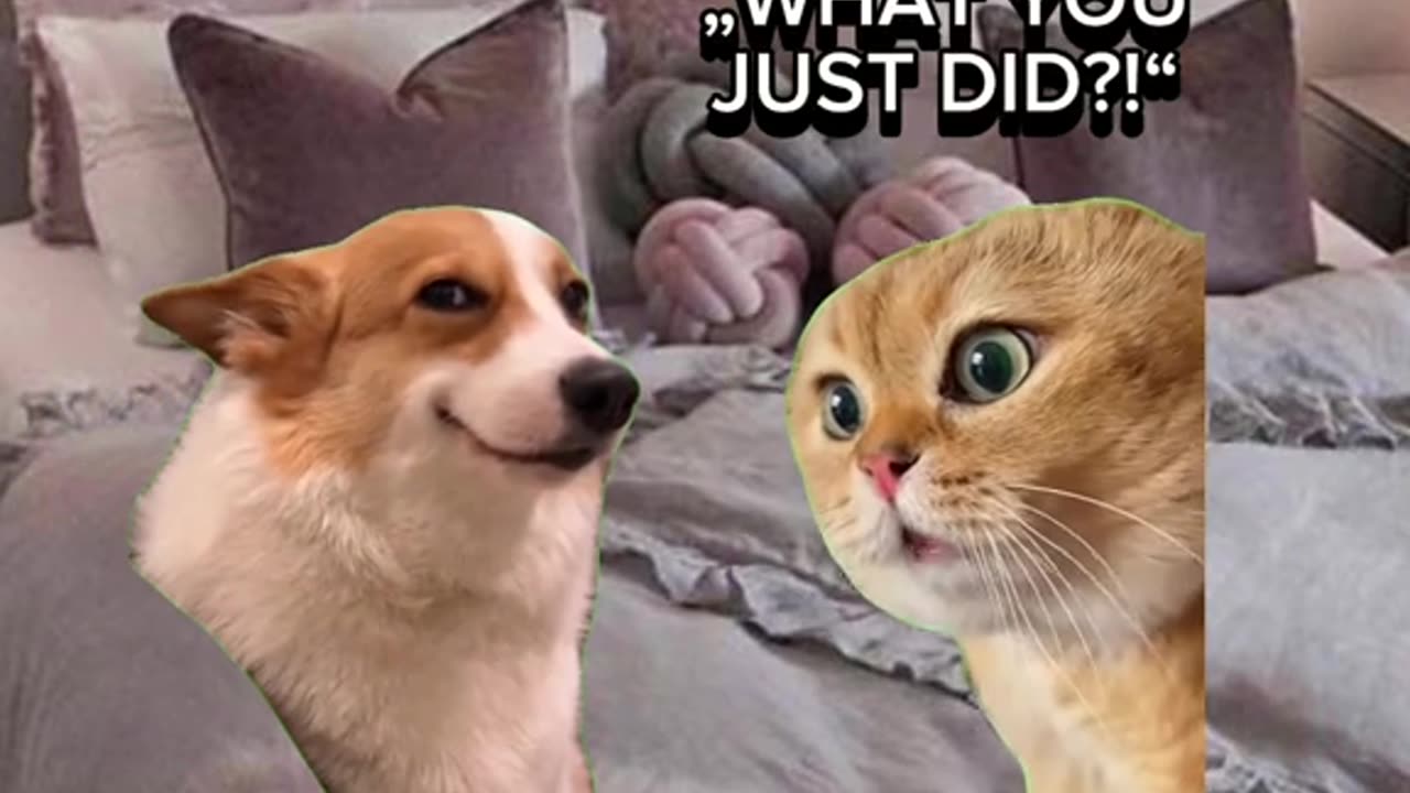 funny cats' memes 😂