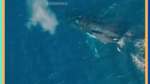 Mother Humpback Heroic Defense Against Killer Whales