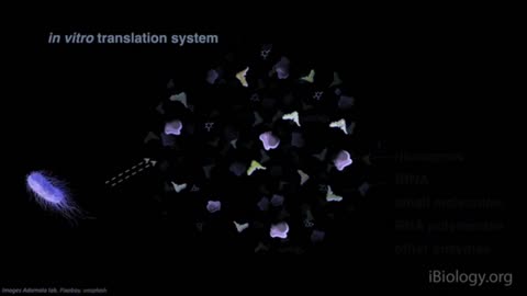 Kate Adamala: Synthetic Cells: Building Life to Understand It