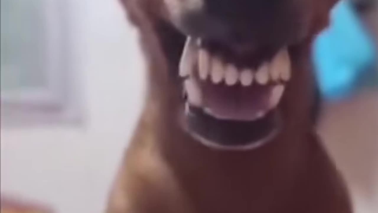 FUNNY Dogs