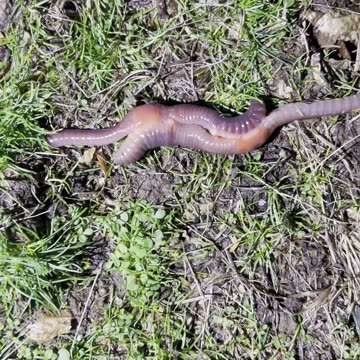 What are these earthworms doing!?