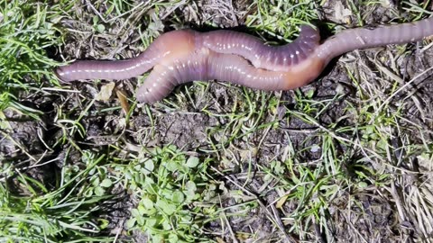 What are these earthworms doing!?