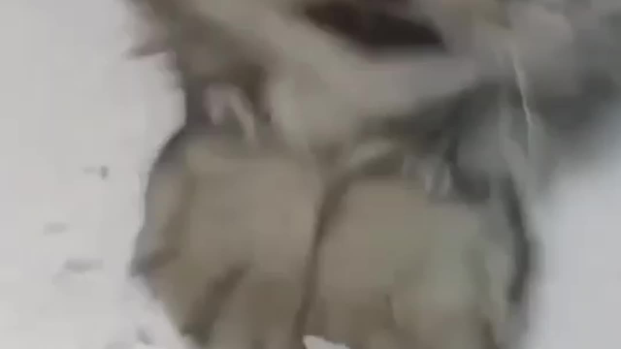 Hilarious Feline Fails You Can’t Stop Watching
