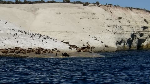 Sea Lions and Imperial Cormorants at Puerto Madryn