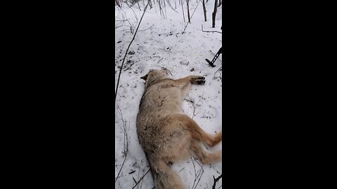 A two coyote kind of day, I caught two Backwoods coyotes in snares!.. #trapping, #predators, #snare